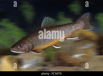 Arctic Char (Salvelinus alpinus). Male swimming. Germany Stock Photo