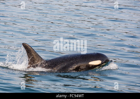 An adult killer whale (Orcinus orca) surfacing in Glacier Bay National Park, Southeast Alaska, United States of America Stock Photo