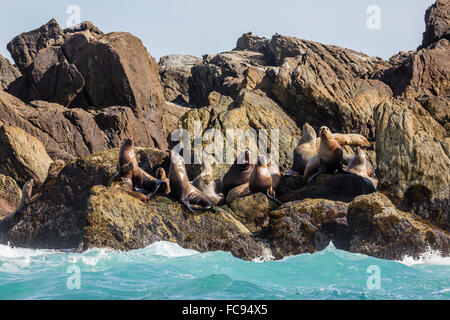 Steller sea lion (Eumetopias jubatus), S'Gang Gwaay Llanagaay, Anthony Island, Haida Gwaii, British Columbria, Canada Stock Photo