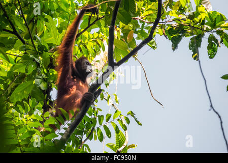 A wild Bornean orangutan (Pongo pygmaeus morio) female individual is foraging on a tree in Kutai National Park, East Kalimantan, Indonesia. Stock Photo