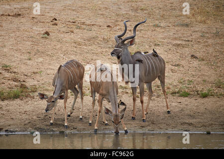 Greater kKudu (Tragelaphus strepsiceros) buck with two doe drinking, Kruger National Park, South Africa, Africa Stock Photo