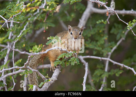 Tree squirrel (Smith's bush squirrel) (yellow-footed squirrel) (Paraxerus cepapi), Kruger National Park, South Africa, Africa Stock Photo