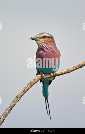 Lilac-breasted roller (Coracias caudata), Kruger National Park, South Africa, Africa Stock Photo