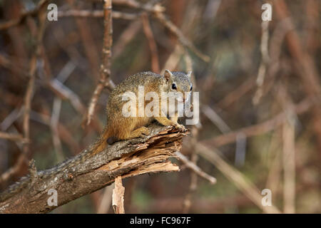 Tree squirrel (Smith's bush squirrel) (yellow-footed squirrel) (Paraxerus cepapi), Kruger National Park, South Africa, Africa Stock Photo