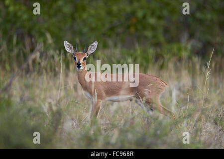 Steenbok (Raphicerus campestris) buck, Kruger National Park, South Africa, Africa Stock Photo