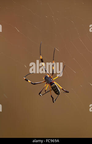 Banded-legged golden orb spider (Nephila senegalensis), Kruger National Park, South Africa, Africa Stock Photo