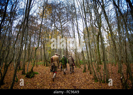 Guns walking to the next drive, Somerset, England, United Kingdom, Europe Stock Photo