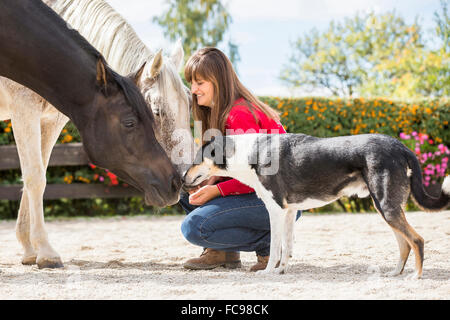 Arabian Horse. Woman, mixed-breed dog and pair of senior horses smooching in a paddock. Austria Stock Photo