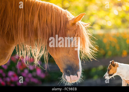 Arabian Horse. Jack Russell Terriers and chestnut stallion eye to eye in a paddock. Austria Stock Photo