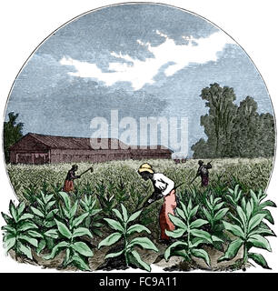 North America. Harvesting to tobacco. Engraving, 1891. Color. Stock Photo