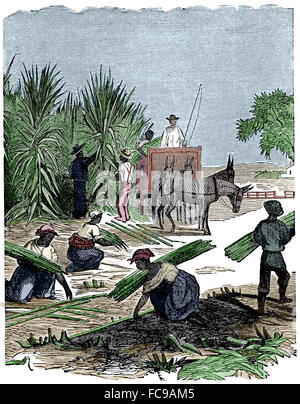 Harvesting sugarcane by hand. Engraving. Color, 19th century. Stock Photo