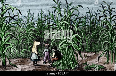 North America. Cultivation of sugarcane. Children. Engraving. 19th century. Color. Stock Photo