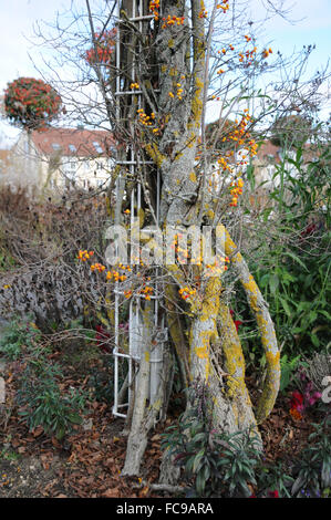 Staff vine Stock Photo