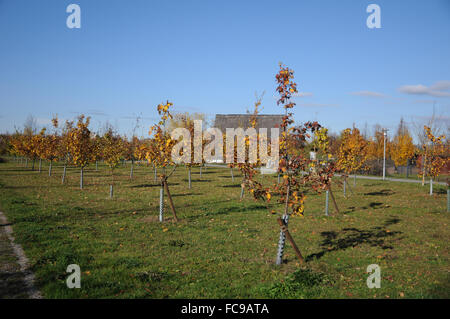 Quince-orchard Stock Photo