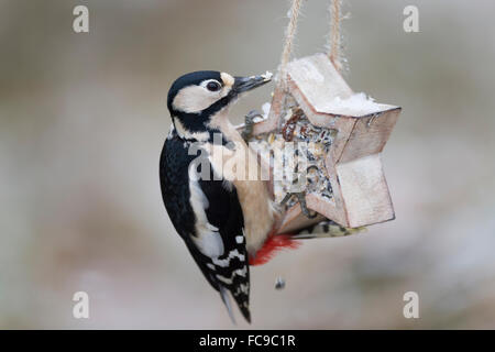 Great spotted woodpecker, bird's feeding, Buntspecht, Vogelfütterung, Fütterung, Dendrocopos major, Picoides major, Pic épeiche Stock Photo