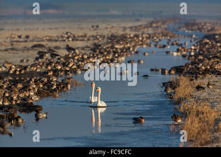 Netherlands, Nijkerk, Arkemheen Polder. Pair of mute swans in between waterfowl Stock Photo