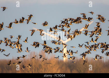 Netherlands, Nijkerk, Arkemheen Polder. Flock of Greylag or Graylag geese flying in front of wind turbine Stock Photo