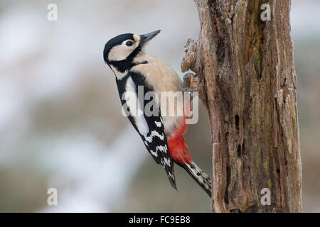 Great spotted woodpecker, female, Buntspecht, Weibchen, Bunt-Specht, Spechte, Dendrocopos major, Picoides major, Pic épeiche Stock Photo