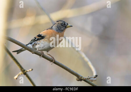 Brambling (Fringilla montifringilla). Male in winter plumage. Stock Photo