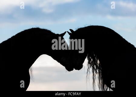 Friese. Zwei Hengste beschnuppern sich. Silhouetten vor dem Himmel  Frisian Horse. Pair of stallions sniffing at each other, Stock Photo