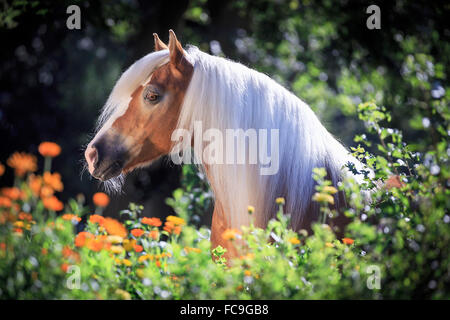 Haflinger Horse. Portrait of a mare with flowers. Austria Stock Photo