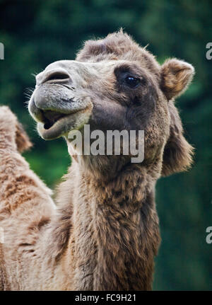 Bactrian Camel (camelus bactrianus) Stock Photo