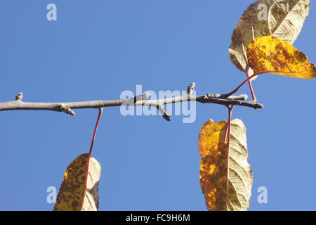 Apple-branch with fruit-buds Stock Photo