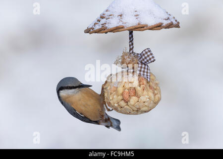 Nuthatch, bird's feeding, snow, Kleiber, Spechtmeise, Vogelfütterung, Winter, Schnee, Sitta europaea, Sittelle torchepot Stock Photo