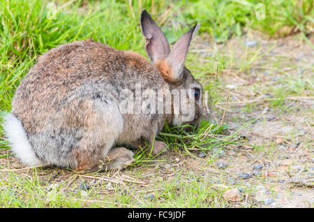 Wild rabbit in the grass Stock Photo
