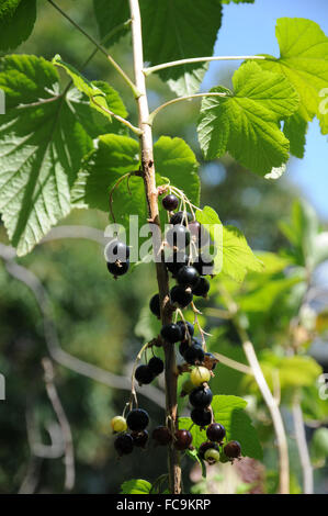 Black currant Stock Photo