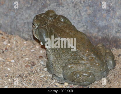 North American Colorado River toad (Incilius alvarius), a.k.a. Sonoran Desert toad, largest toad in the USA Stock Photo