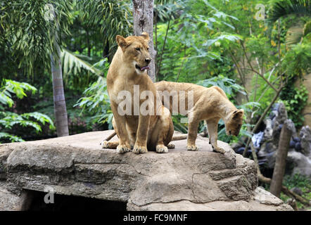 Family of lions Stock Photo