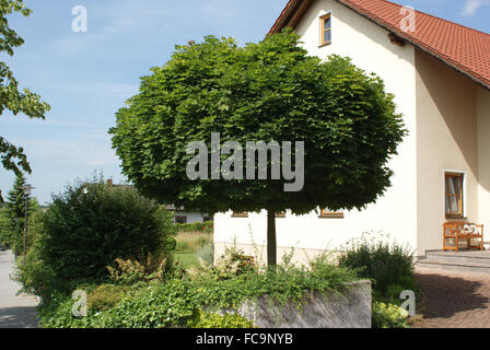 Globe maple Stock Photo