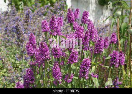 Big bentony Stock Photo