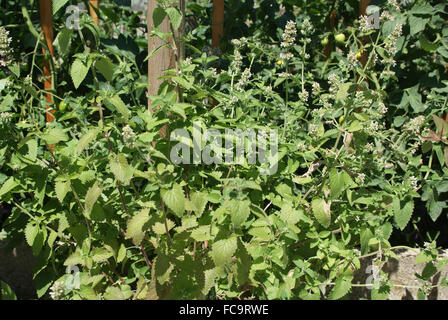 Catmint Stock Photo