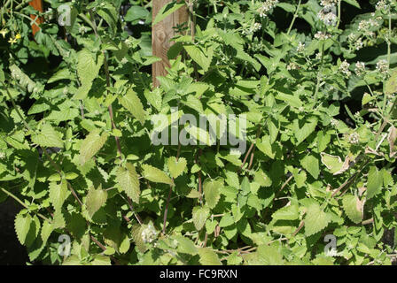Catmint Stock Photo