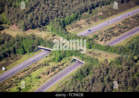 The Netherlands, Kootwijk. Motorway and eco crossover for fauna. Ecoduct crossing A1 highway. Aerial. Ecoduct. Wildlife bridge.  Wildlife crossing. Stock Photo