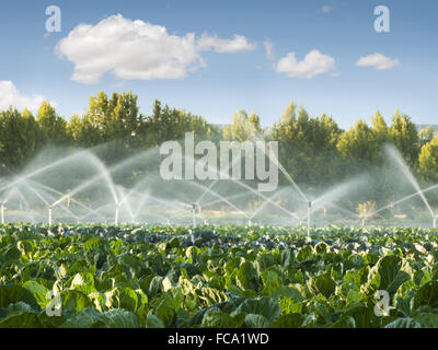 Irrigation systems in a vegetable garden Stock Photo