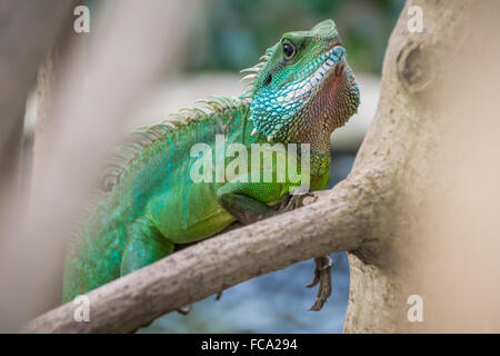 Colourful green Iguana on branch Stock Photo