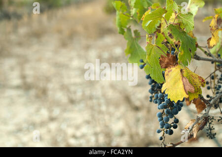 Poor harvest vineyards Stock Photo