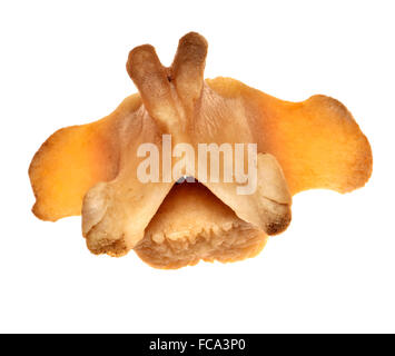 Anatomy of the cow skeleton Stock Photo: 34981278 - Alamy