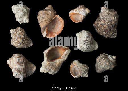 Set of sea Rapanas black isolated Stock Photo