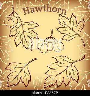 Leaf - Hawthorn, Brown Stock Vector Image & Art - Alamy
