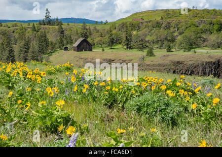 Balsamroot meadow and prairie in the Columbia Gorge.  Columbia Gorge National Scenic Area, Oregon, USA Stock Photo