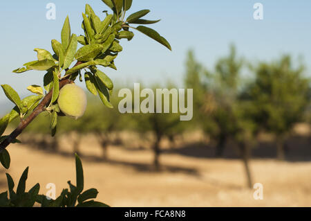 Almond fruit on the branch Stock Photo