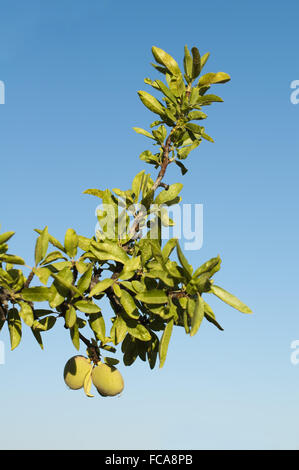 Almond fruit on the branch Stock Photo