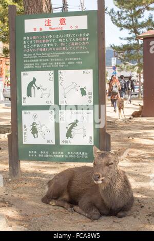 Nara, Japan. 1st Nov, 2012. Resident deer near the entrance to the Todaiji Temple in Nara, Japan © Daniel DeSlover/ZUMA Wire/Alamy Live News Stock Photo