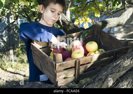 Apples in an old wooden crate on tree Stock Photo