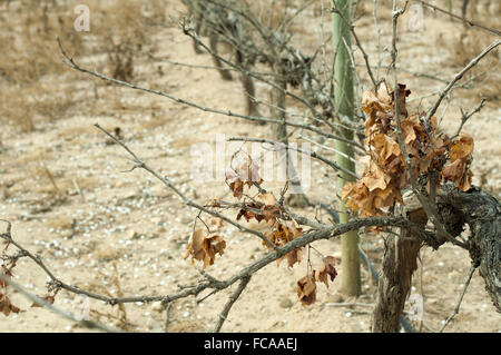 Poor harvest vineyards Stock Photo