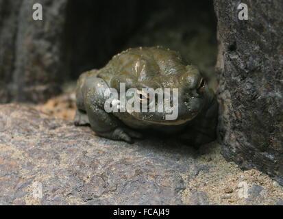 North American Colorado River toad (Incilius alvarius), a.k.a. Sonoran Desert toad, largest toad in the USA Stock Photo